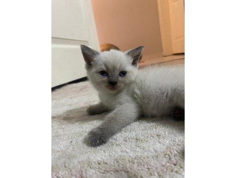 British Straight Beyaz Mavi Göz