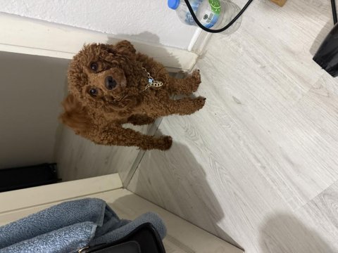 Toy Poodle 1 Numara