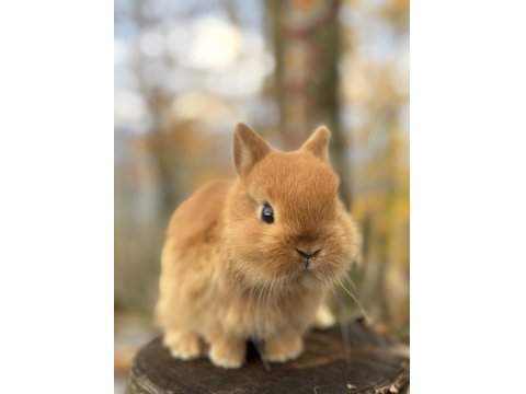 A Kalite Netherland Dwarf Tavşan
