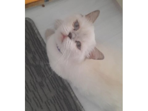 British Ve Scottish 4 Yavru