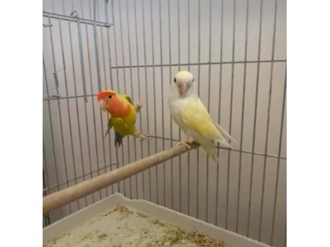 Sevda Papağanı Takımları