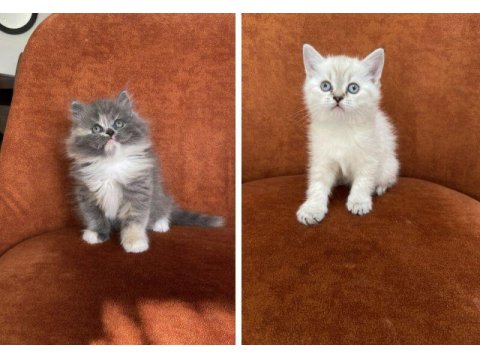 British Longhair Ve Shorthair Güzellikler