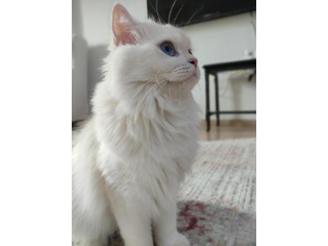 Güzel British Longhair Prensesim