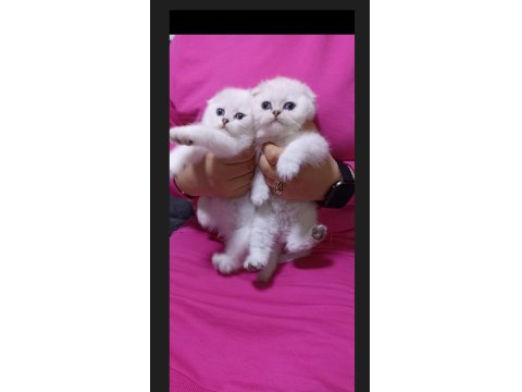Safkan Ayı Surat Sıfır Kulak Scottish Fold Yavrularımız