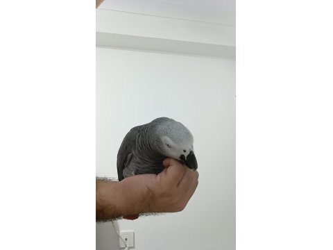 Jako Papağanı Kırmızı Kuyruk