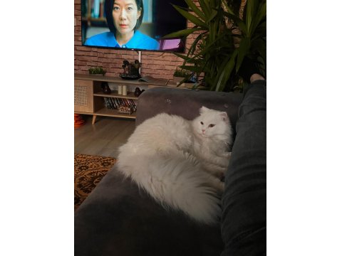 Beyaz Kedimiz Zeka Küpü Oyuncu Uysal Çocuk Dostu Erkek Pamuk