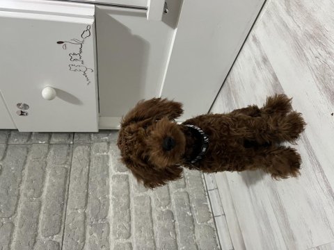 6 Aylık Yavru Erkek Poodle