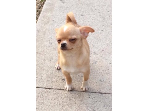 Sağlık Ve Irk Garantili Chihuahua
