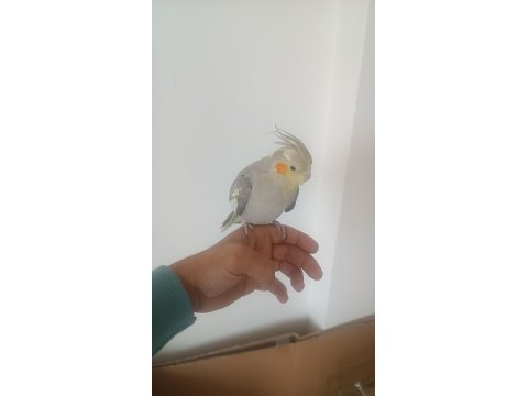 Çift Olarak Tamamen Evcil Sultan Papağanları