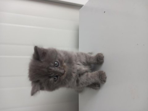 8 Yavru Kedimiz Sahiplendirilecek