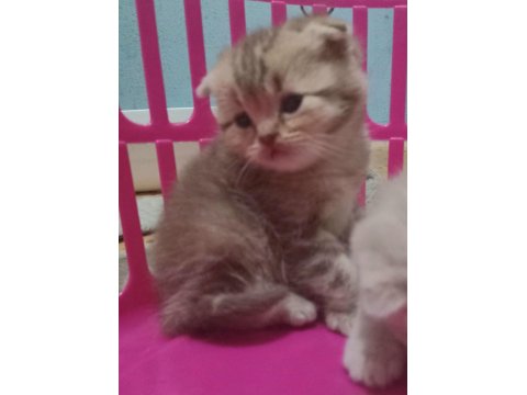 Erkek Ve Dişi British Shorthair Bebekler