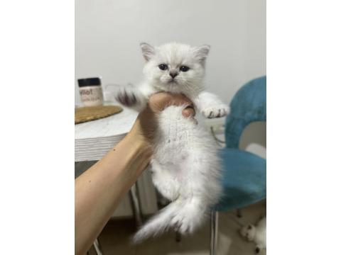 British Shorthair Dişi Kedimiz