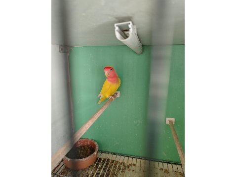 Kırmız Göz Sevda Papağanı Takım