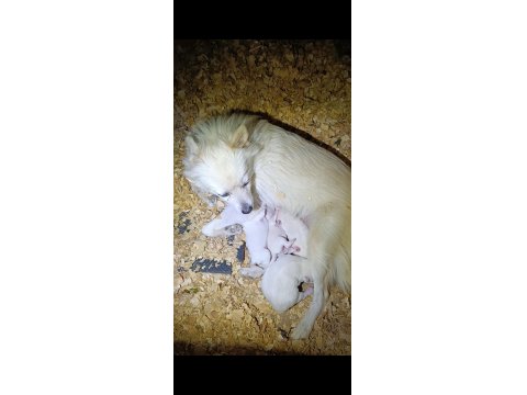 Safkan Pomeranian Spitz Yavrular