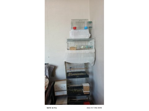 3 Takım Muhabbet Kuşu Çiftler 3 Yavru Komple