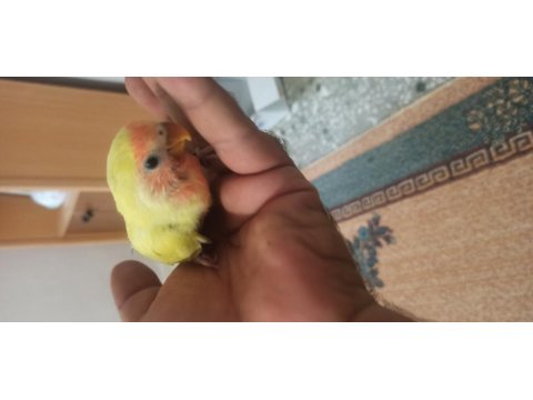 Sevda Papağanı El Besleme