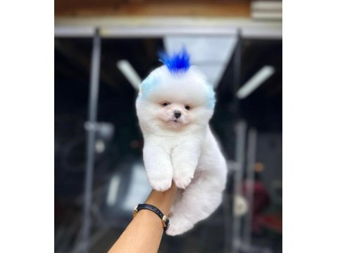 2 Buçuk Aylık Pomeranian