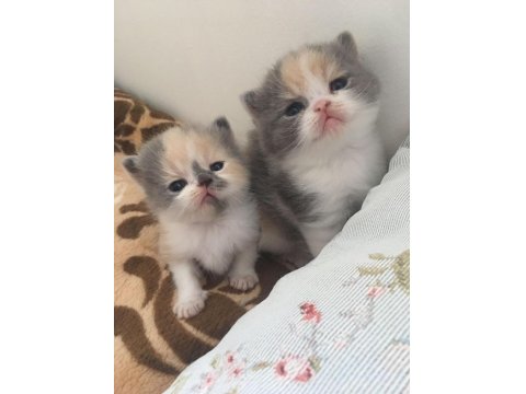 Exotic Shorthair Bebeklerimiz