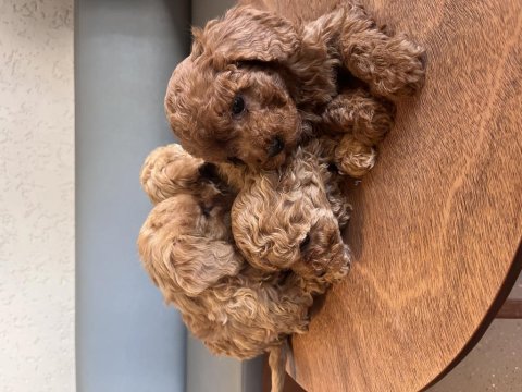 Minik Toy Poodle Yavrularıma Yuva Arıyorum