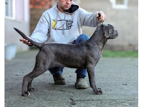 Şecereli Full Aşılı Cane Corso Yavruları