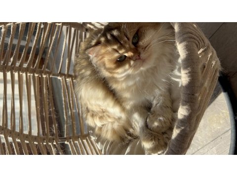British Longhair 3 Yaşında