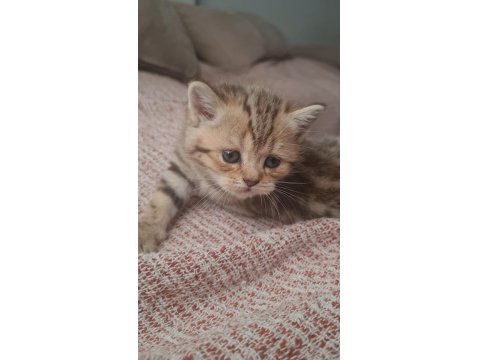 Kırçıllı Dişi British Shorthair Yavru