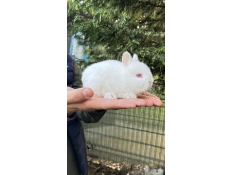 Orijinal Cüce Tavşan