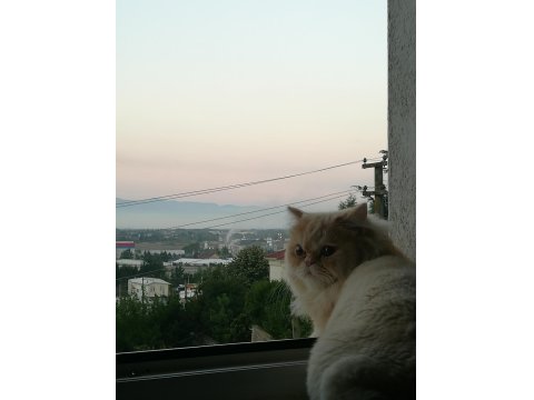 Kedimiz Yeni Yuvasını Arıyor