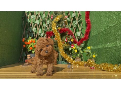 Toy Poodle Köpeği Yavrularımız