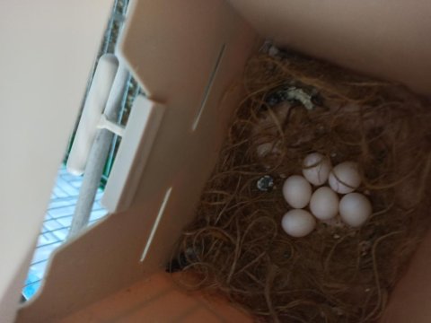 Java Takım Bülbüller