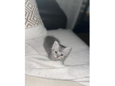 5 British Yavru British Shorthair Kedimiz Yeni Yuvaya Hazır
