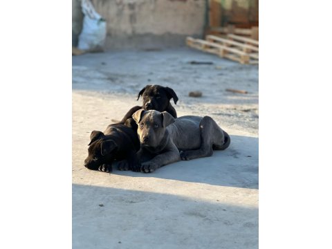 A Kalite Cane Corso Bebekler