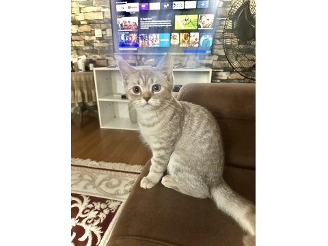 British Dişi Ve Erkek Kedilerim