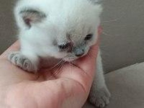 Alıştırmalık British Shorthair