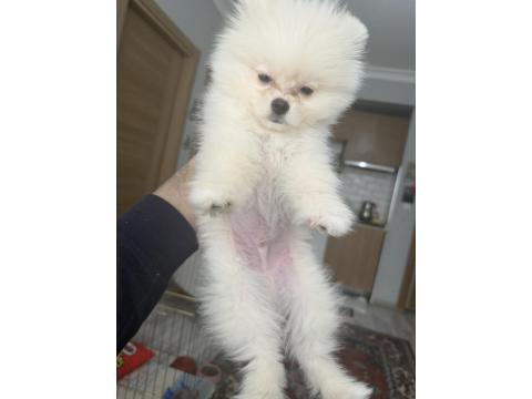 Uslu Zeki Oyuncu Ayıcık Surat Pomeranian Boo