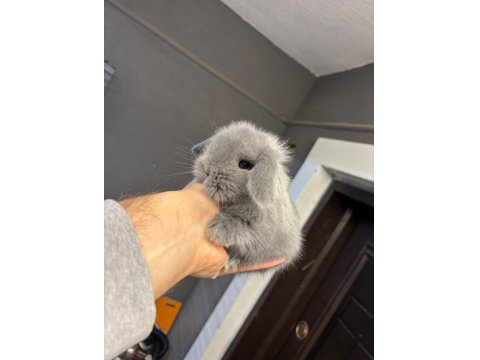 Safkan Yavru Tavşanlar Her Yere Gönderim