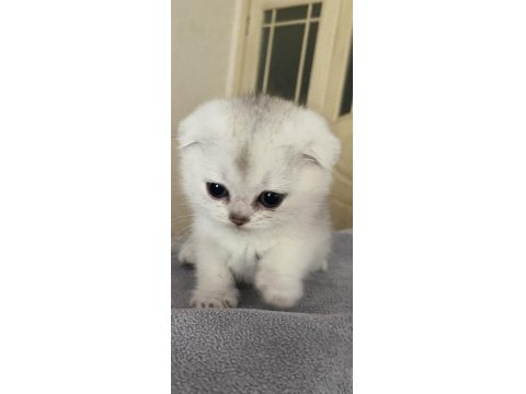 Dişi Ve Erkek 55 Günlük Scottish Ve British Yavru Kediler