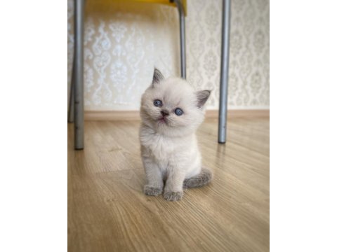 A Kalite British Shorthair Blue Point