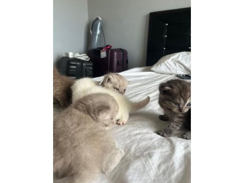 20 Günlük Scottish Ve British Yavrularımız