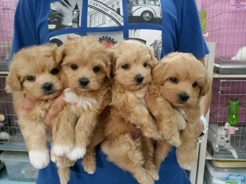 Irk Garantili Maltipoo Yavruları