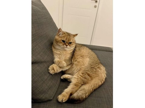 Bu Kedi Safkan Golden Evinizi Şenlendirecek