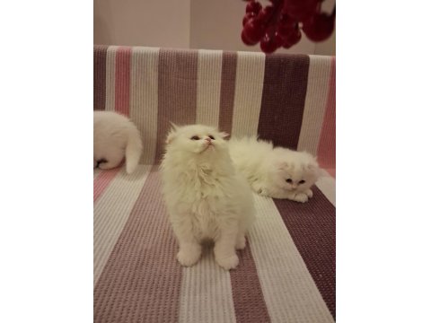 Longhair Erkek Dişi Yavru Kediler