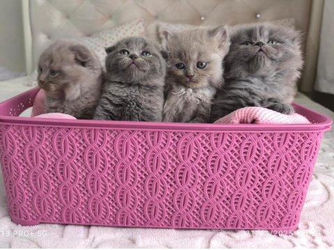 Scottish Fold Yavru Kediler