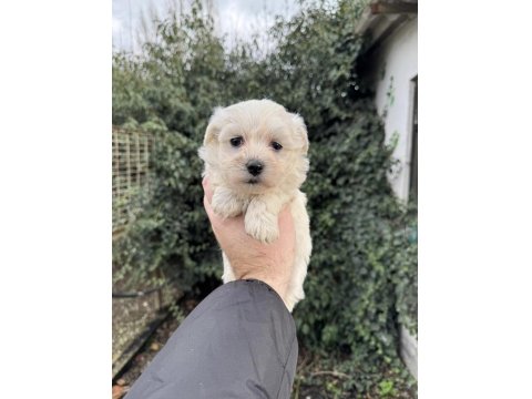 Teacup Maltese Terrier Yavrularımız