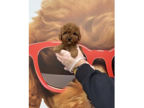 Irk Garantili Toy Poodle Yavrularımız