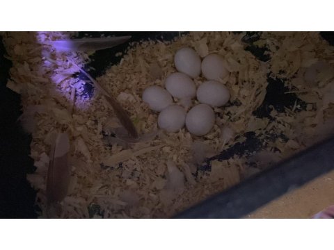 Çift Muhabbet Kuşu (Uygun Fiyat)