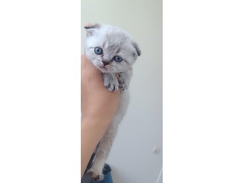 Scottish Fold Blue Point