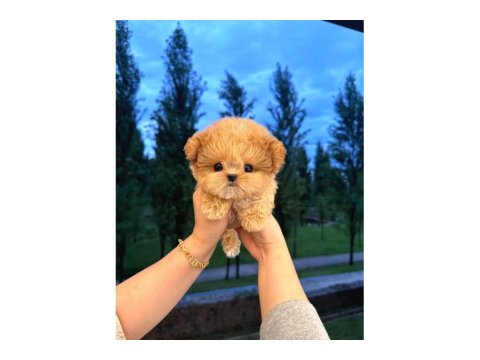 Kore Maltipoo Bebeklerim