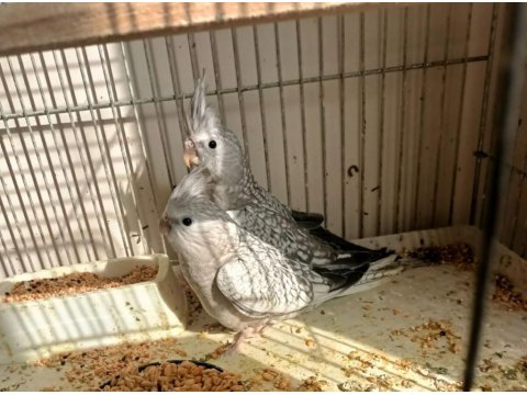 45 Günlük Yavru Sultan Papağanı