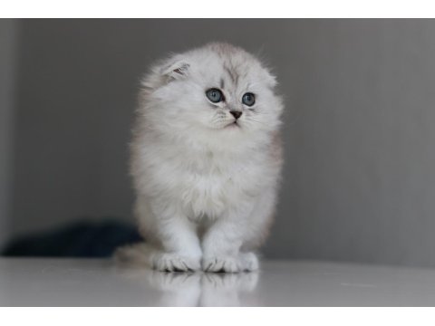 Full Şecereli Babadan Teslime Hazır Erkek British Longhair